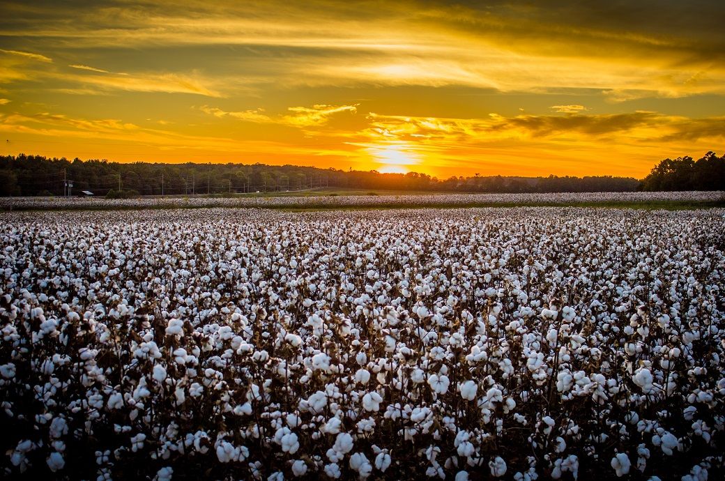Pakistan cotton arrivals bounce back in August after July dip