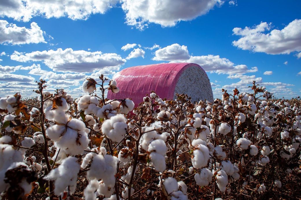 US cotton prices hit 4-year low amid weak demand, oversupply
