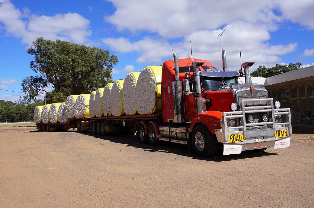 Australia's average cotton export price falls 29% since 2022